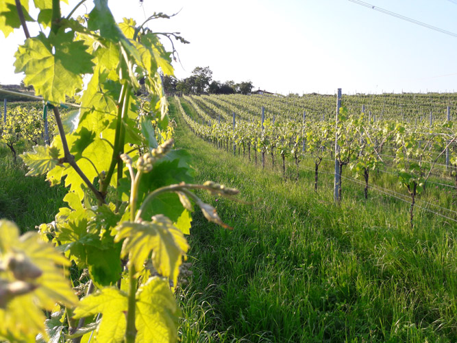 cantina vino vicenza
